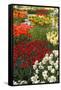 Ogres Full of Colorful Flowers, Tulips and Hyacinths. Vertical.-protechpr-Framed Stretched Canvas