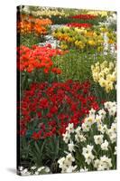 Ogres Full of Colorful Flowers, Tulips and Hyacinths. Vertical.-protechpr-Stretched Canvas
