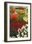 Ogres Full of Colorful Flowers, Tulips and Hyacinths. Vertical.-protechpr-Framed Photographic Print