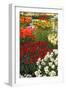 Ogres Full of Colorful Flowers, Tulips and Hyacinths. Vertical.-protechpr-Framed Photographic Print