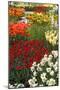 Ogres Full of Colorful Flowers, Tulips and Hyacinths. Vertical.-protechpr-Mounted Photographic Print