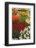 Ogres Full of Colorful Flowers, Tulips and Hyacinths. Vertical.-protechpr-Framed Photographic Print