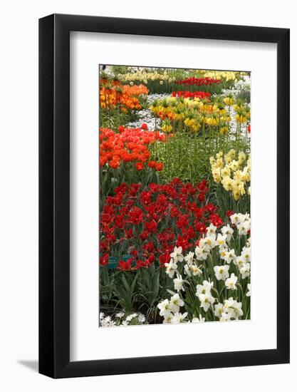 Ogres Full of Colorful Flowers, Tulips and Hyacinths. Vertical.-protechpr-Framed Photographic Print