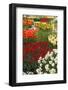 Ogres Full of Colorful Flowers, Tulips and Hyacinths. Vertical.-protechpr-Framed Photographic Print