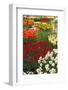 Ogres Full of Colorful Flowers, Tulips and Hyacinths. Vertical.-protechpr-Framed Photographic Print