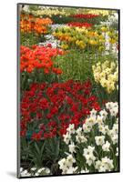 Ogres Full of Colorful Flowers, Tulips and Hyacinths. Vertical.-protechpr-Mounted Photographic Print