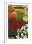 Ogres Full of Colorful Flowers, Tulips and Hyacinths. Vertical.-protechpr-Framed Photographic Print