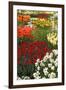 Ogres Full of Colorful Flowers, Tulips and Hyacinths. Vertical.-protechpr-Framed Photographic Print