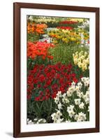 Ogres Full of Colorful Flowers, Tulips and Hyacinths. Vertical.-protechpr-Framed Photographic Print