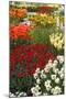 Ogres Full of Colorful Flowers, Tulips and Hyacinths. Vertical.-protechpr-Mounted Photographic Print