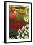 Ogres Full of Colorful Flowers, Tulips and Hyacinths. Vertical.-protechpr-Framed Photographic Print