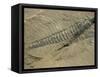 Ogygiopsis Klotzi, Fossil, Trilobite 50Mm Long with Small Fault Through It, Burgess Shale-Tony Waltham-Framed Stretched Canvas