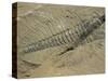 Ogygiopsis Klotzi, Fossil, Trilobite 50Mm Long with Small Fault Through It, Burgess Shale-Tony Waltham-Stretched Canvas