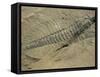 Ogygiopsis Klotzi, Fossil, Trilobite 50Mm Long with Small Fault Through It, Burgess Shale-Tony Waltham-Framed Stretched Canvas
