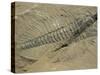 Ogygiopsis Klotzi, Fossil, Trilobite 50Mm Long with Small Fault Through It, Burgess Shale-Tony Waltham-Stretched Canvas