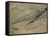 Ogygiopsis Klotzi, Fossil, Trilobite 50Mm Long with Small Fault Through It, Burgess Shale-Tony Waltham-Framed Stretched Canvas