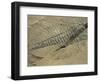 Ogygiopsis Klotzi, Fossil, Trilobite 50Mm Long with Small Fault Through It, Burgess Shale-Tony Waltham-Framed Photographic Print