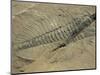 Ogygiopsis Klotzi, Fossil, Trilobite 50Mm Long with Small Fault Through It, Burgess Shale-Tony Waltham-Mounted Photographic Print