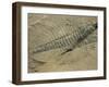 Ogygiopsis Klotzi, Fossil, Trilobite 50Mm Long with Small Fault Through It, Burgess Shale-Tony Waltham-Framed Photographic Print