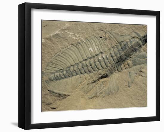 Ogygiopsis Klotzi, Fossil, Trilobite 50Mm Long with Small Fault Through It, Burgess Shale-Tony Waltham-Framed Photographic Print