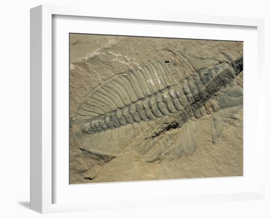 Ogygiopsis Klotzi, Fossil, Trilobite 50Mm Long with Small Fault Through It, Burgess Shale-Tony Waltham-Framed Photographic Print