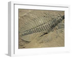 Ogygiopsis Klotzi, Fossil, Trilobite 50Mm Long with Small Fault Through It, Burgess Shale-Tony Waltham-Framed Photographic Print