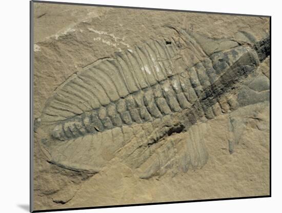 Ogygiopsis Klotzi, Fossil, Trilobite 50Mm Long with Small Fault Through It, Burgess Shale-Tony Waltham-Mounted Photographic Print