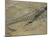 Ogygiopsis Klotzi, Fossil, Trilobite 50Mm Long with Small Fault Through It, Burgess Shale-Tony Waltham-Mounted Photographic Print