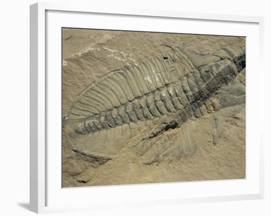 Ogygiopsis Klotzi, Fossil, Trilobite 50Mm Long with Small Fault Through It, Burgess Shale-Tony Waltham-Framed Photographic Print