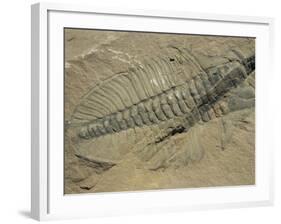 Ogygiopsis Klotzi, Fossil, Trilobite 50Mm Long with Small Fault Through It, Burgess Shale-Tony Waltham-Framed Photographic Print