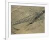 Ogygiopsis Klotzi, Fossil, Trilobite 50Mm Long with Small Fault Through It, Burgess Shale-Tony Waltham-Framed Photographic Print