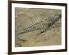 Ogygiopsis Klotzi, Fossil, Trilobite 50Mm Long with Small Fault Through It, Burgess Shale-Tony Waltham-Framed Photographic Print