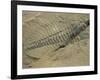 Ogygiopsis Klotzi, Fossil, Trilobite 50Mm Long with Small Fault Through It, Burgess Shale-Tony Waltham-Framed Photographic Print