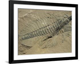 Ogygiopsis Klotzi, Fossil, Trilobite 50Mm Long with Small Fault Through It, Burgess Shale-Tony Waltham-Framed Photographic Print