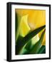 Oh So Close 1-Doug Chinnery-Framed Photographic Print