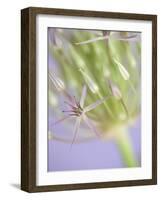 Oh So Gentle-Doug Chinnery-Framed Photographic Print