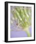 Oh So Gentle-Doug Chinnery-Framed Photographic Print