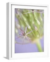 Oh So Gentle-Doug Chinnery-Framed Photographic Print