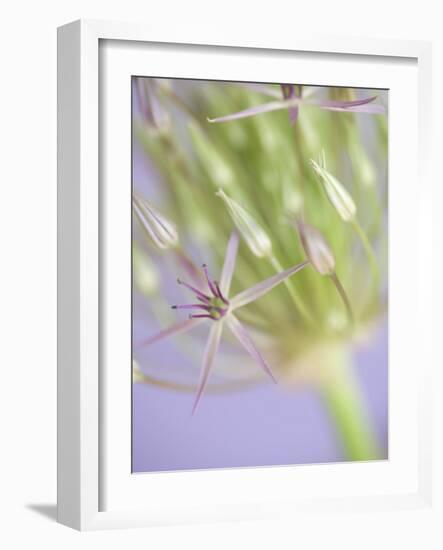 Oh So Gentle-Doug Chinnery-Framed Photographic Print