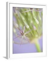 Oh So Gentle-Doug Chinnery-Framed Photographic Print