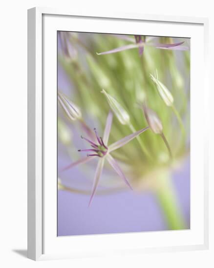 Oh So Gentle-Doug Chinnery-Framed Photographic Print