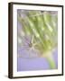 Oh So Gentle-Doug Chinnery-Framed Photographic Print