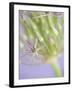 Oh So Gentle-Doug Chinnery-Framed Photographic Print