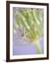 Oh So Gentle-Doug Chinnery-Framed Photographic Print