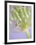 Oh So Gentle-Doug Chinnery-Framed Photographic Print