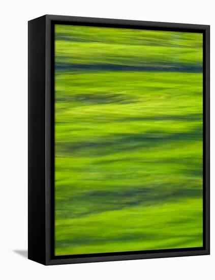 Oh So Green-Doug Chinnery-Framed Stretched Canvas
