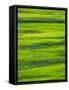 Oh So Green-Doug Chinnery-Framed Stretched Canvas