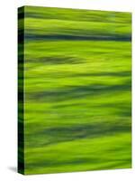 Oh So Green-Doug Chinnery-Stretched Canvas