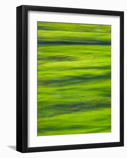 Oh So Green-Doug Chinnery-Framed Photographic Print