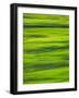 Oh So Green-Doug Chinnery-Framed Photographic Print